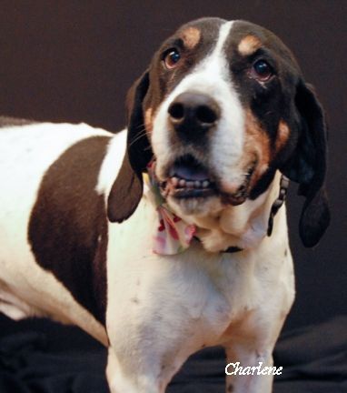 Cain, an adoptable Treeing Walker Coonhound in Newland, NC, 28657 | Photo Image 1