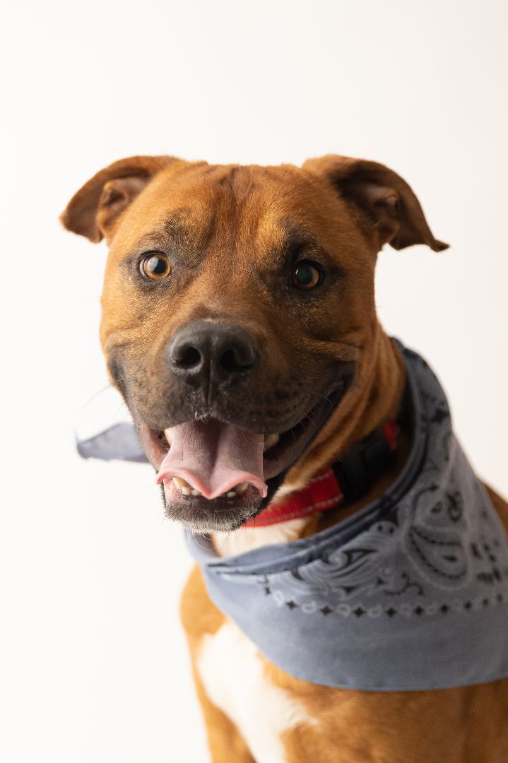 Carl, an adoptable Pit Bull Terrier Mix in Cypress, TX_image-1