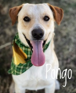 Pongo