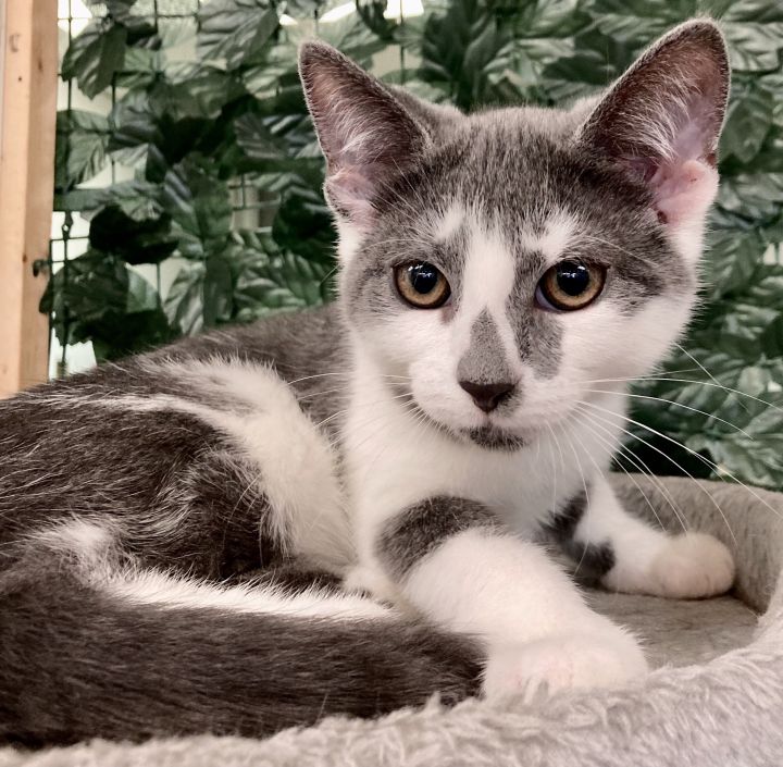 Mr. Gray, an adoptable Domestic Short Hair Mix in Kennett Square, PA_image-1