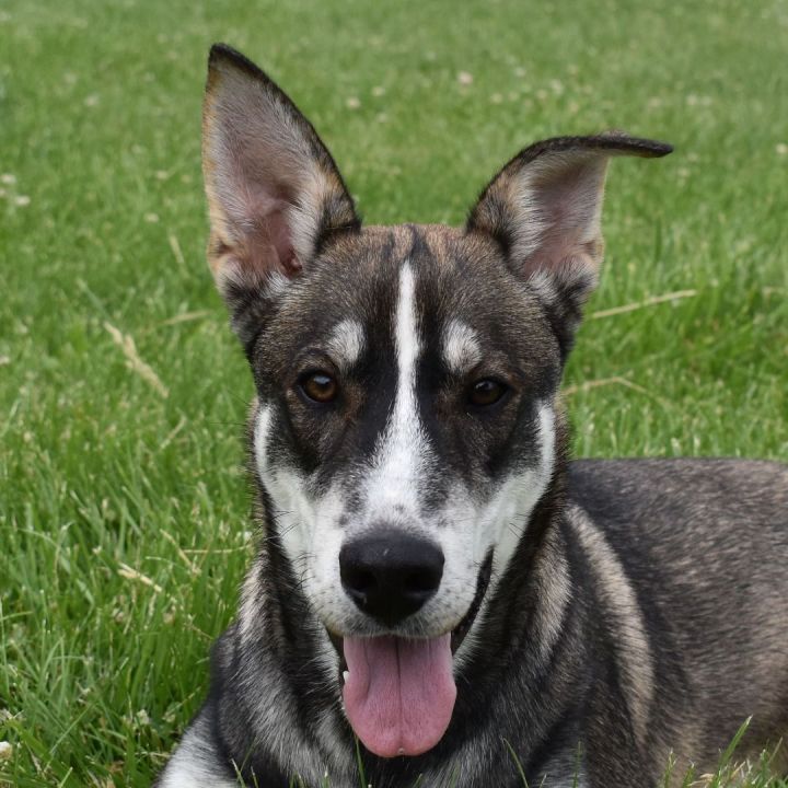 Dog for adoption - Sparrow, a Greyhound & Mix in Auburn, |