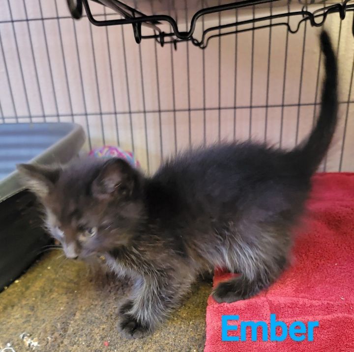 Ember, an adoptable Domestic Short Hair Mix in Madras, OR_image-3