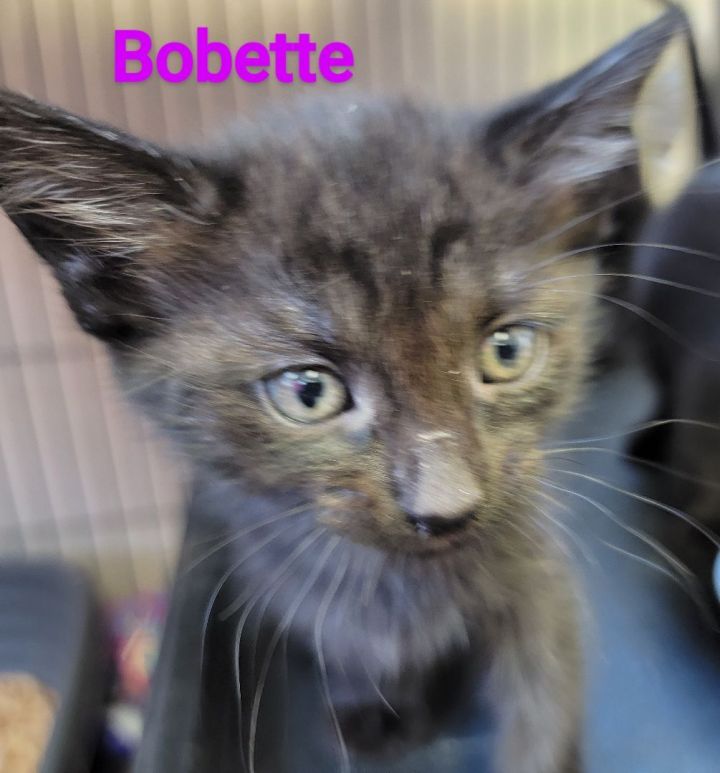 Bobette 1