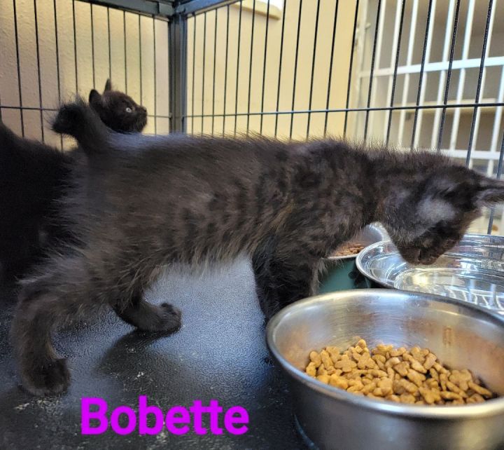 Bobette, an adoptable Domestic Short Hair Mix in Madras, OR_image-2