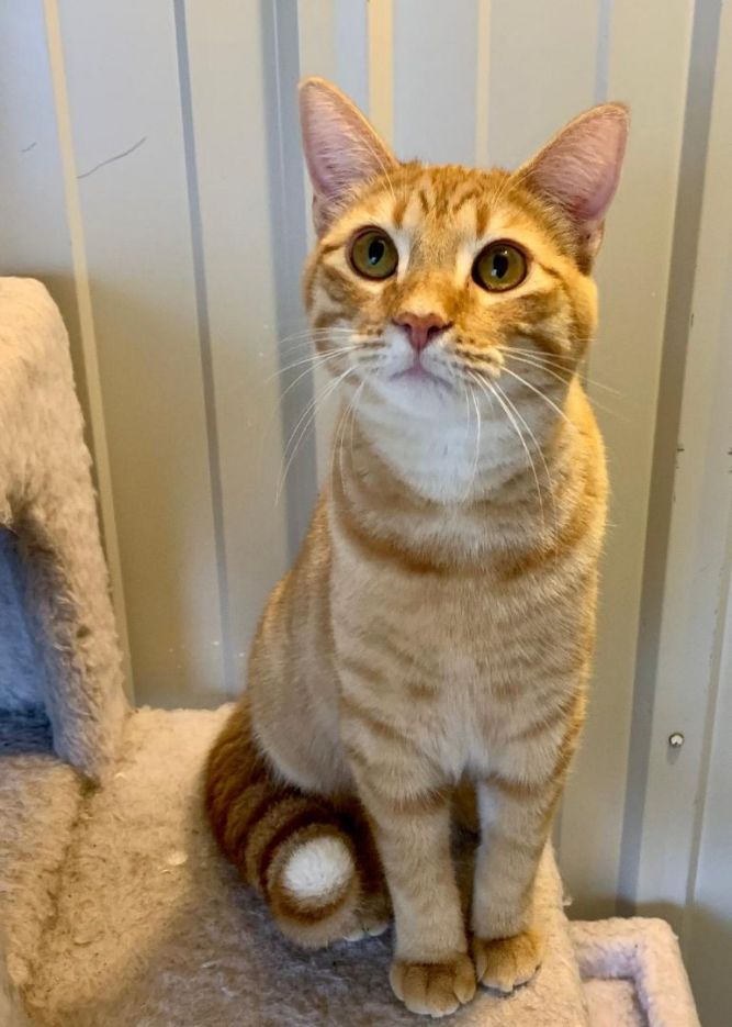 Cat for adoption Marmalade, a Domestic Medium Hair in Benld, IL