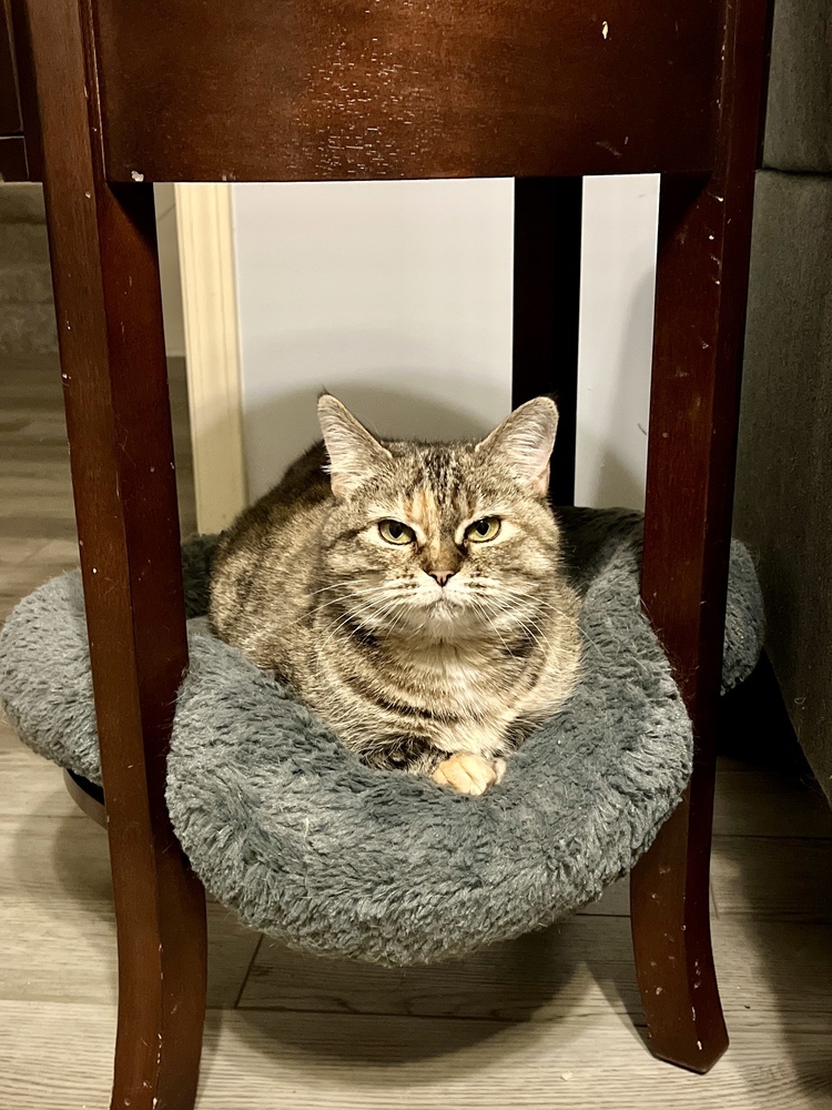 Maggie Gyllenhair, an adoptable Domestic Short Hair in Clarksville, TN, 37042 | Photo Image 1