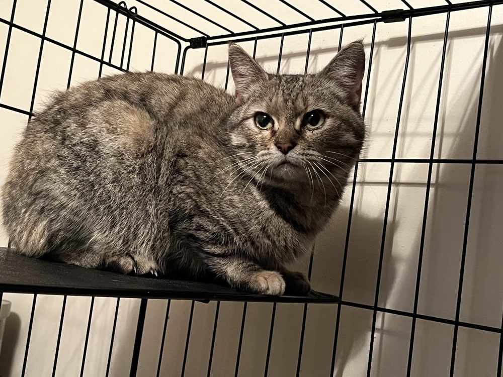 Maggie Gyllenhair, an adoptable Domestic Short Hair in Clarksville, TN, 37042 | Photo Image 2