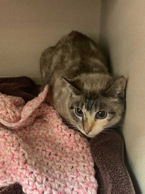Pawdrey Hepburn, an adoptable Domestic Short Hair in Clarksville, TN, 37042 | Photo Image 3