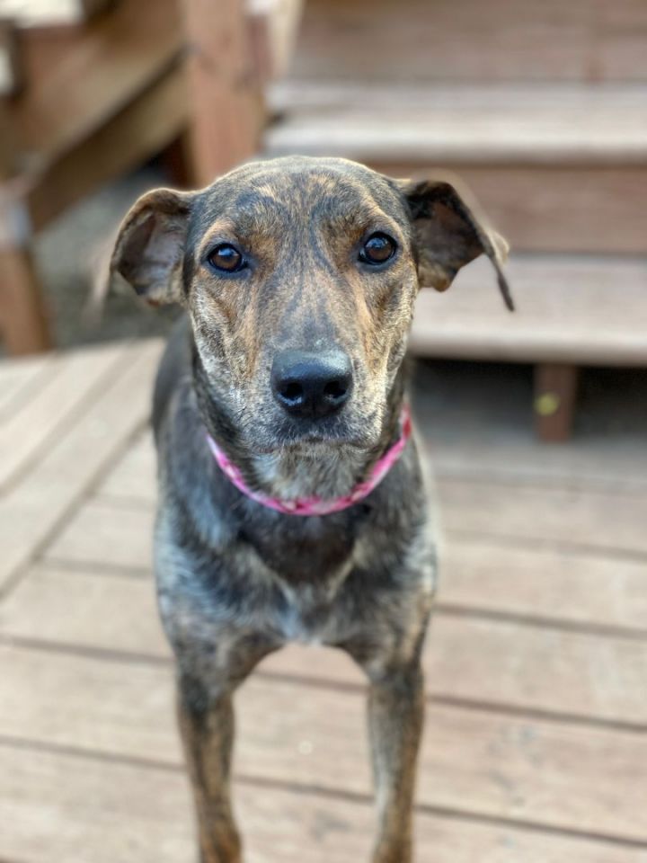 LuLu, an adoptable Terrier Mix in Kansas City, MO_image-1