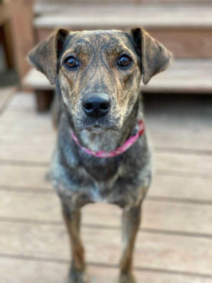 LuLu, an adoptable Terrier Mix in Kansas City, MO_image-2