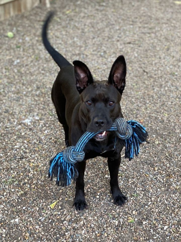 Morgan, an adoptable Terrier Mix in Kansas City, MO_image-5