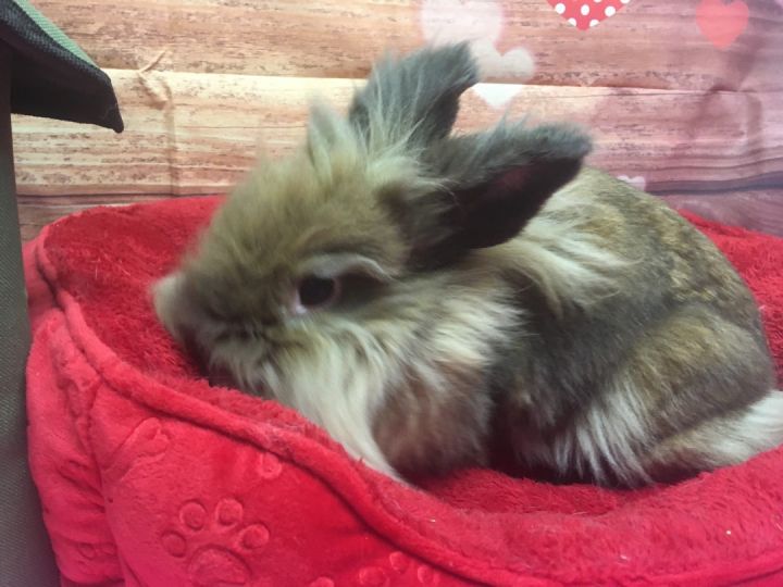Rosetta (Rosy), an adoptable Lionhead in Youngstown, OH_image-1