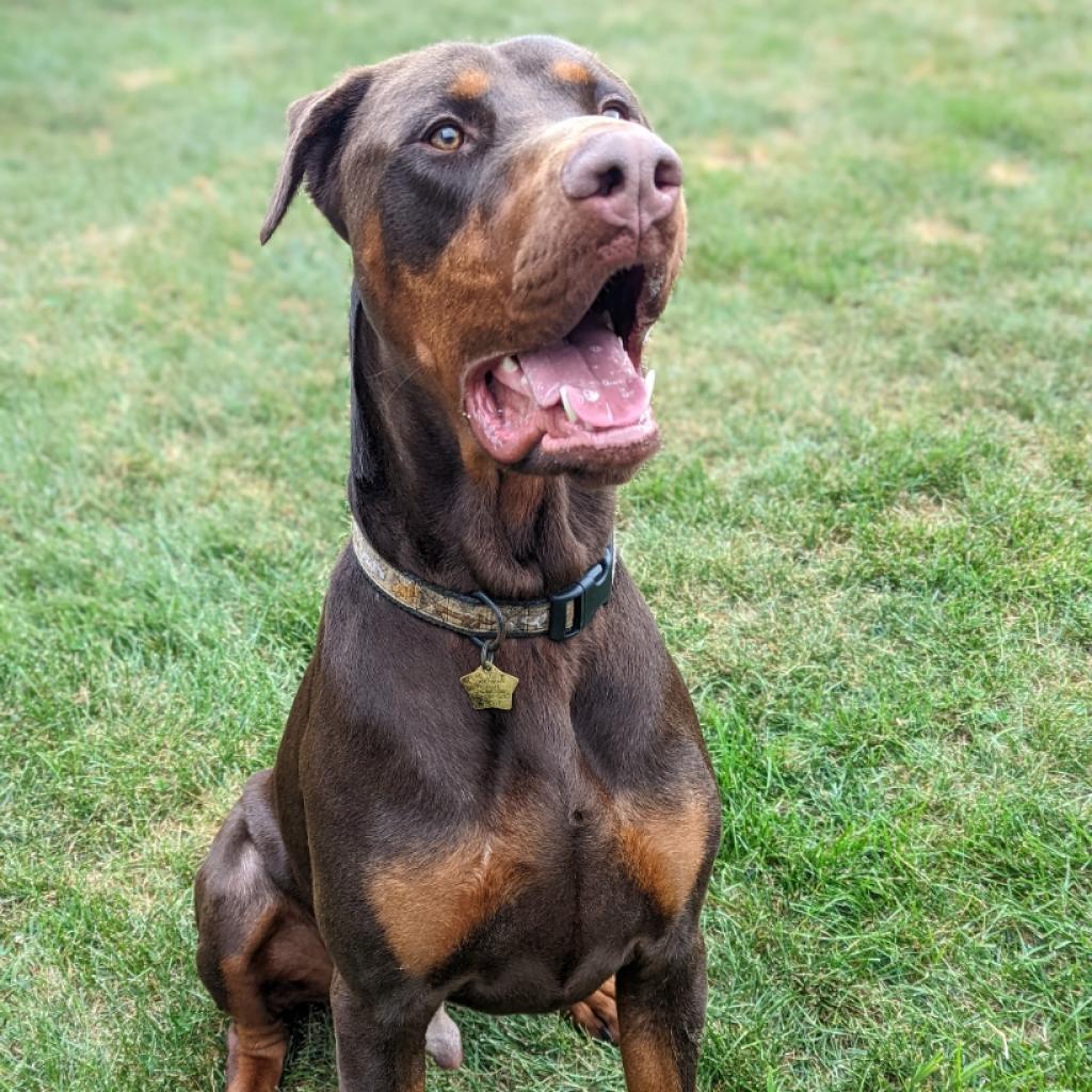 7677 Scooby, an adoptable Doberman Pinscher in Sandown, NH, 03873 | Photo Image 1