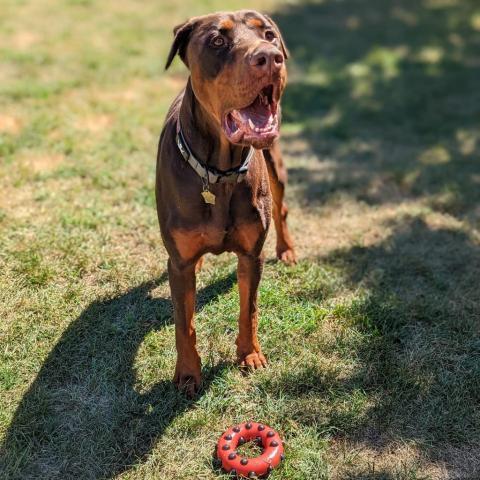 7677 Scooby, an adoptable Doberman Pinscher in Sandown, NH, 03873 | Photo Image 2