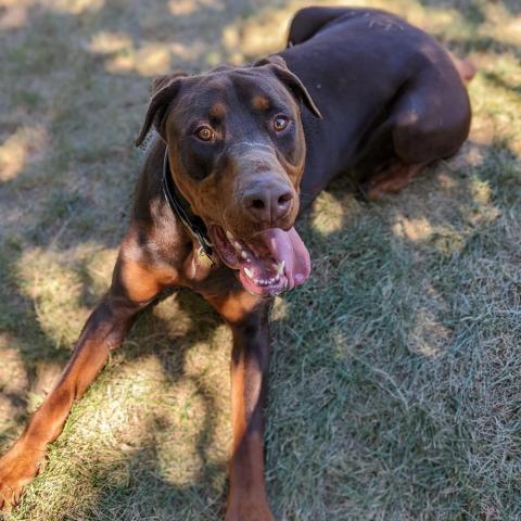 7677 Scooby, an adoptable Doberman Pinscher in Sandown, NH, 03873 | Photo Image 2