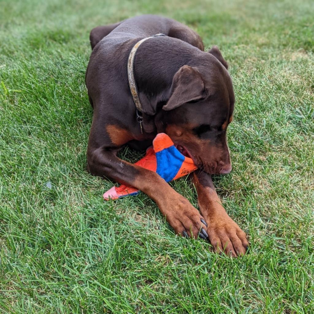 7677 Scooby, an adoptable Doberman Pinscher in Sandown, NH, 03873 | Photo Image 2