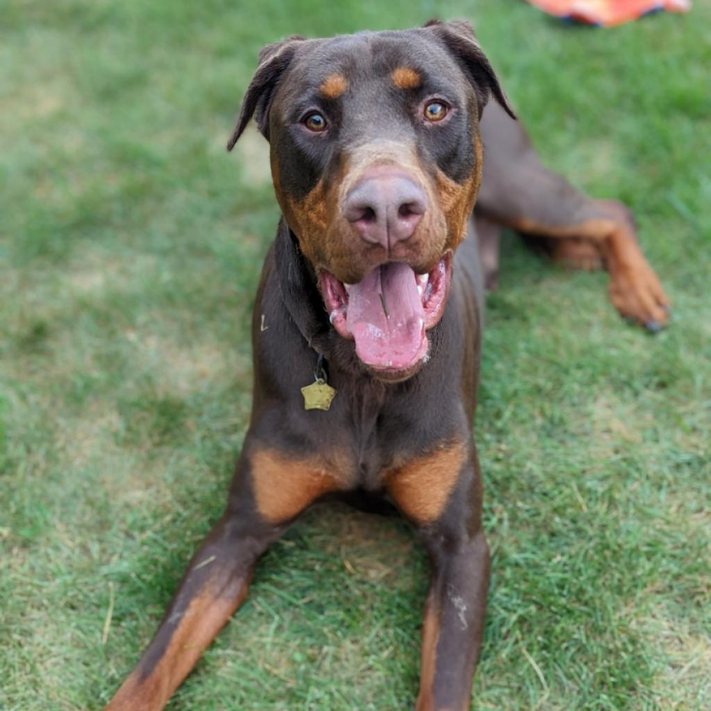 7677 Scooby, an adoptable Doberman Pinscher in Sandown, NH, 03873 | Photo Image 3