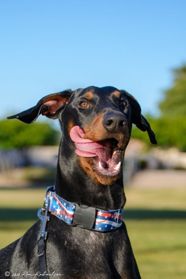 Dog for adoption Utah, a Doberman Pinscher in Phoenix, AZ Petfinder