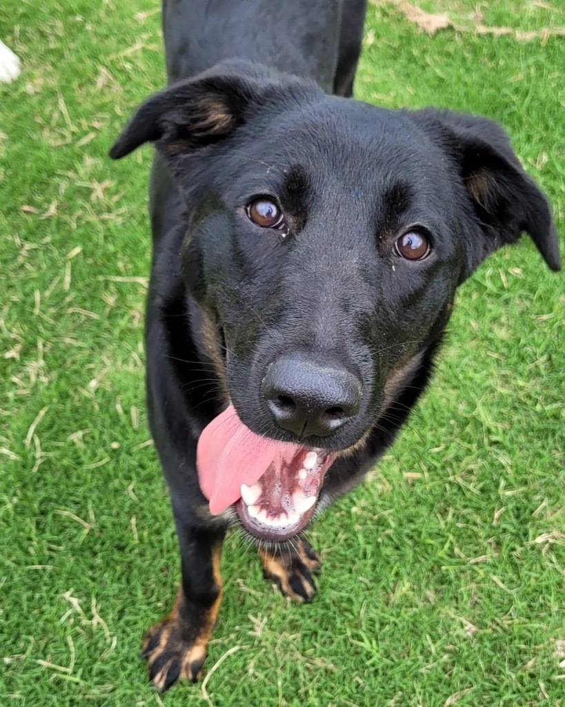 Arianna, an adoptable Shepherd in Raleigh, NC, 27603 | Photo Image 2