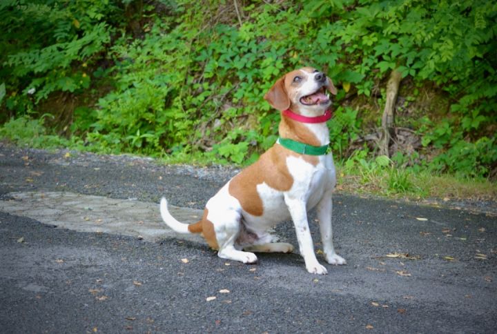 Bernie, an adoptable Beagle Mix in Sevierville, TN_image-3