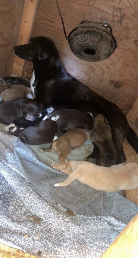 Aster, an adopted Labrador Retriever Mix in Lenoir, NC_image-3