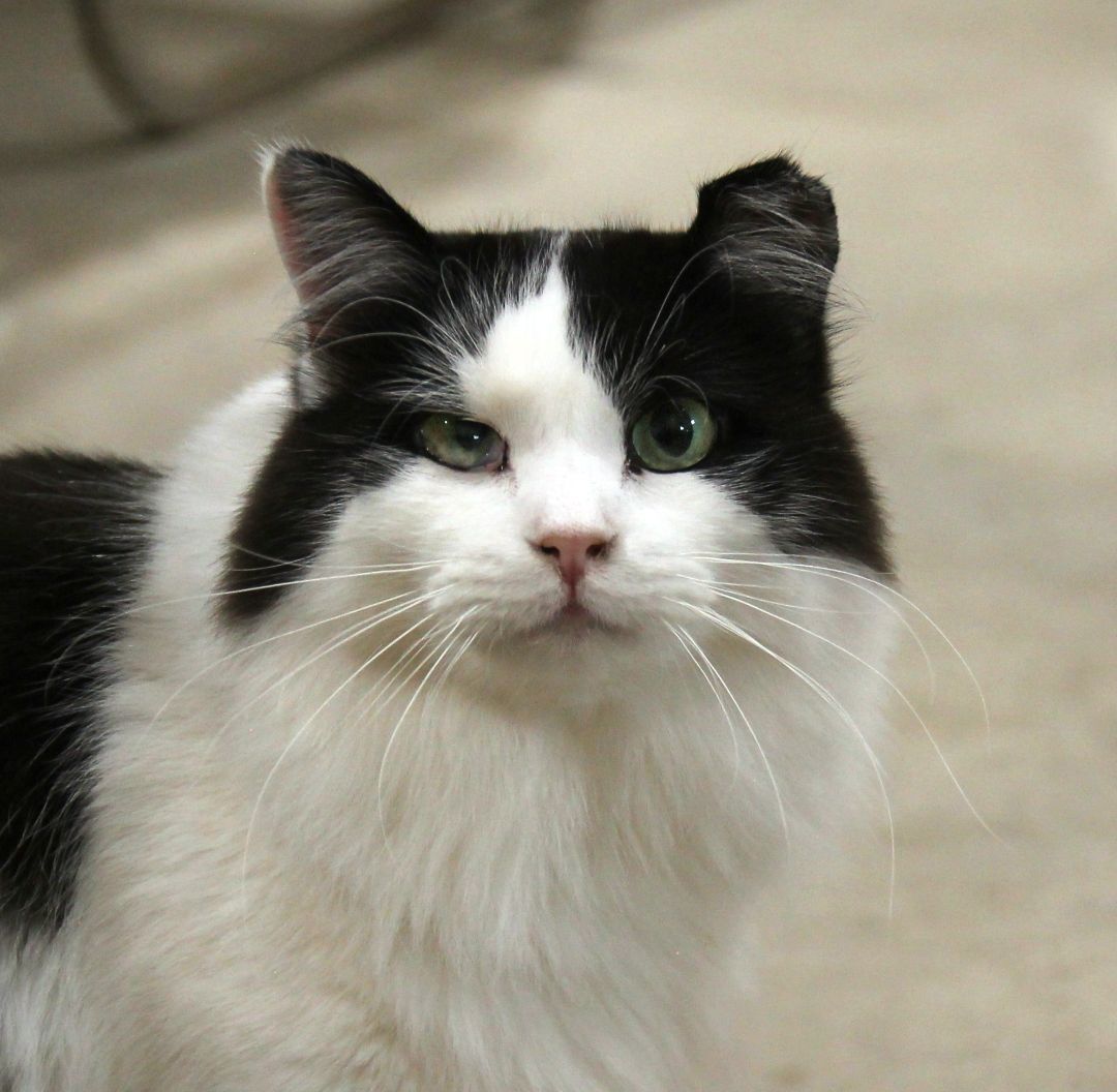 Tux, an adoptable Tuxedo, Domestic Medium Hair in Harrisville, UT, 84404 | Photo Image 1