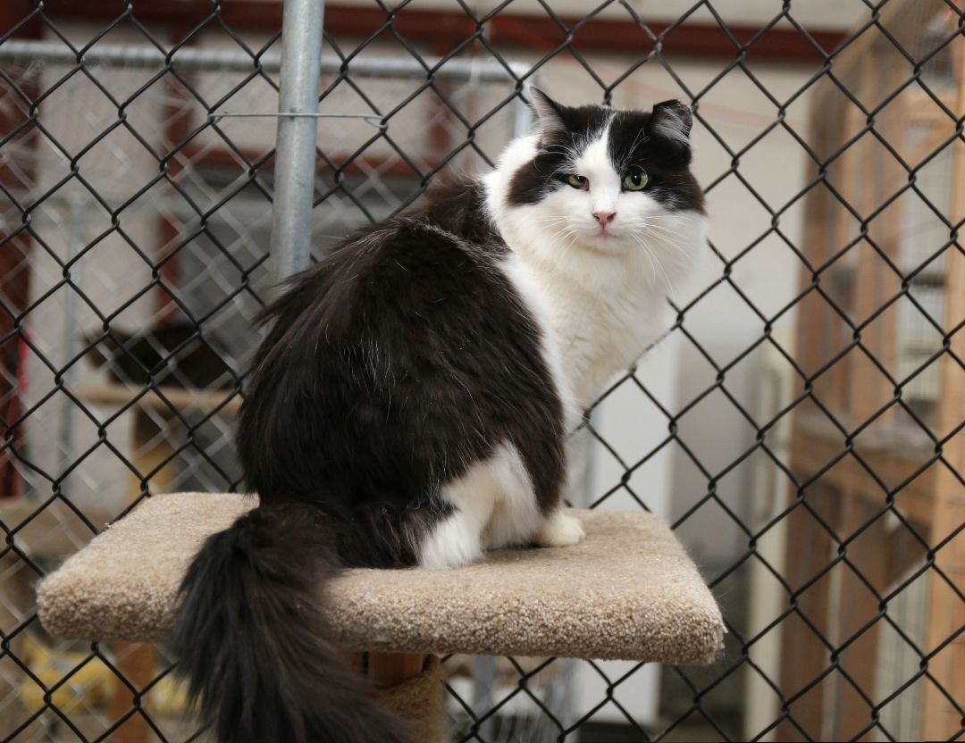 Tux, an adoptable Tuxedo, Domestic Medium Hair in Harrisville, UT, 84404 | Photo Image 2