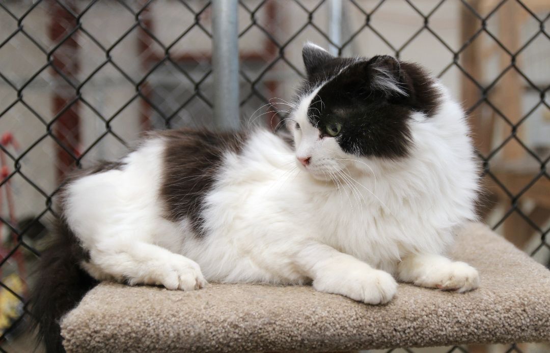 Tux, an adoptable Tuxedo, Domestic Medium Hair in Harrisville, UT, 84404 | Photo Image 3