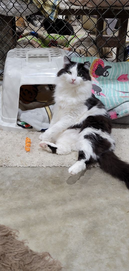 Tux, an adoptable Tuxedo, Domestic Medium Hair in Harrisville, UT, 84404 | Photo Image 4