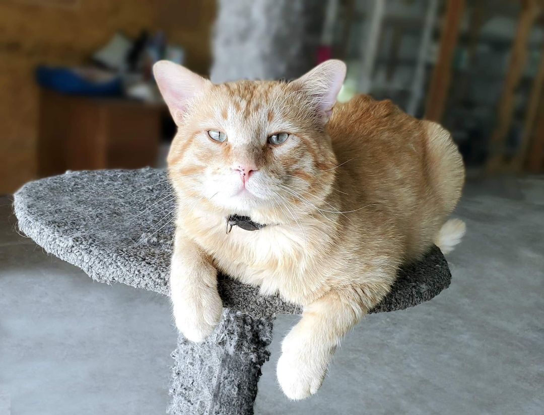 Morris, an adoptable Tabby in Harrisville, UT, 84404 | Photo Image 1