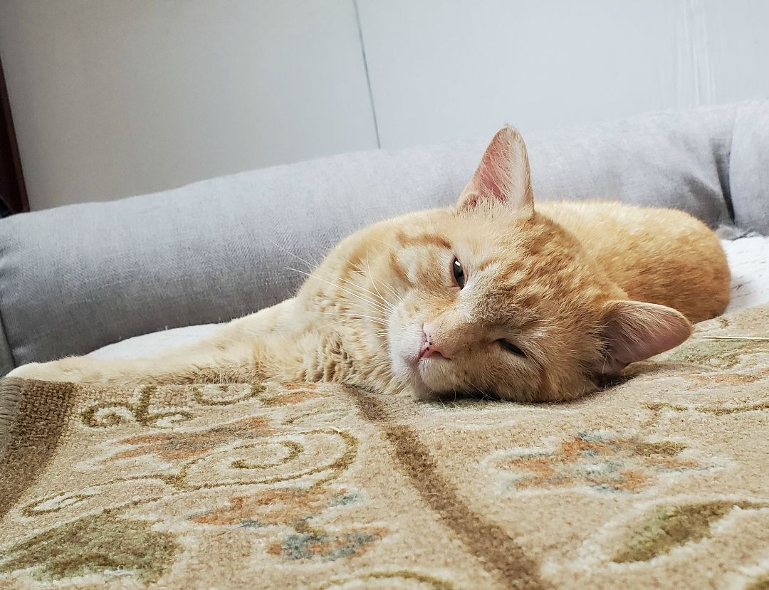 Morris, an adoptable Tabby in Harrisville, UT, 84404 | Photo Image 3