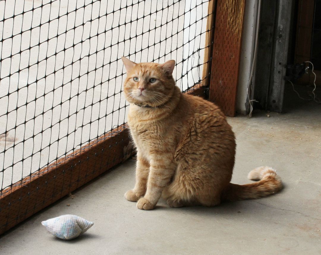 Morris, an adoptable Tabby in Harrisville, UT, 84404 | Photo Image 4