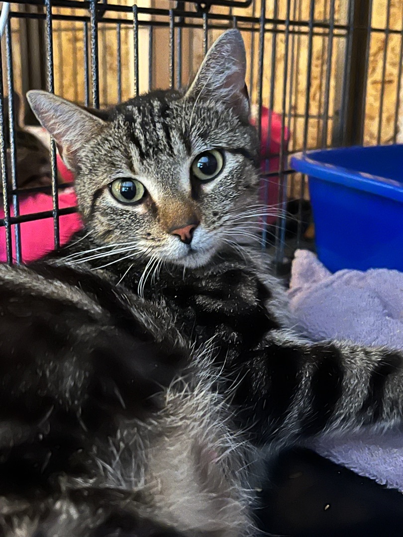 Cat for adoption Mama Roxanne , a Domestic Short Hair in Virginia Beach, VA Petfinder