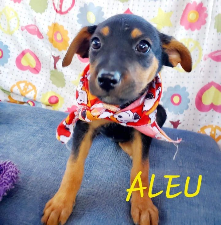 Aleu, an adoptable Mixed Breed in Vancouver, WA_image-4