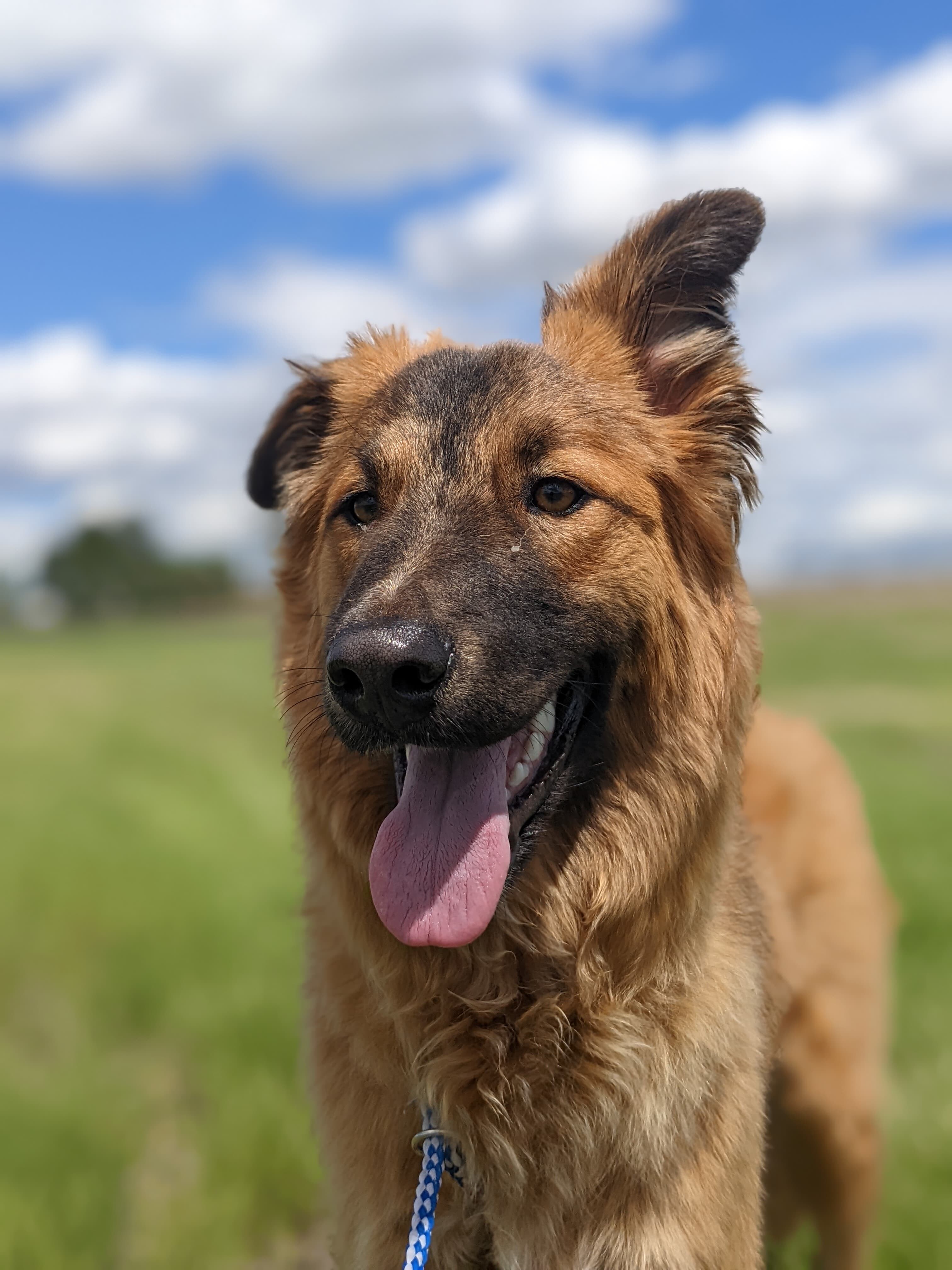 Sun Chip: RIDGE DOG IN TRAINING