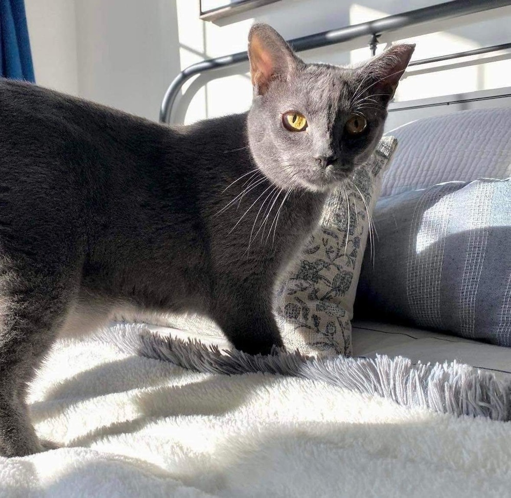 Ivy, an adoptable Domestic Short Hair in Raleigh, NC, 27604 | Photo Image 1