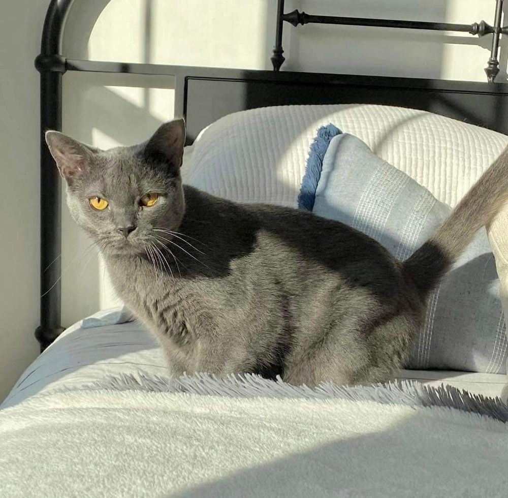 Ivy, an adoptable Domestic Short Hair in Raleigh, NC, 27604 | Photo Image 1