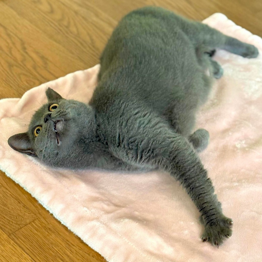 Ivy, an adoptable Domestic Short Hair in Raleigh, NC, 27604 | Photo Image 3