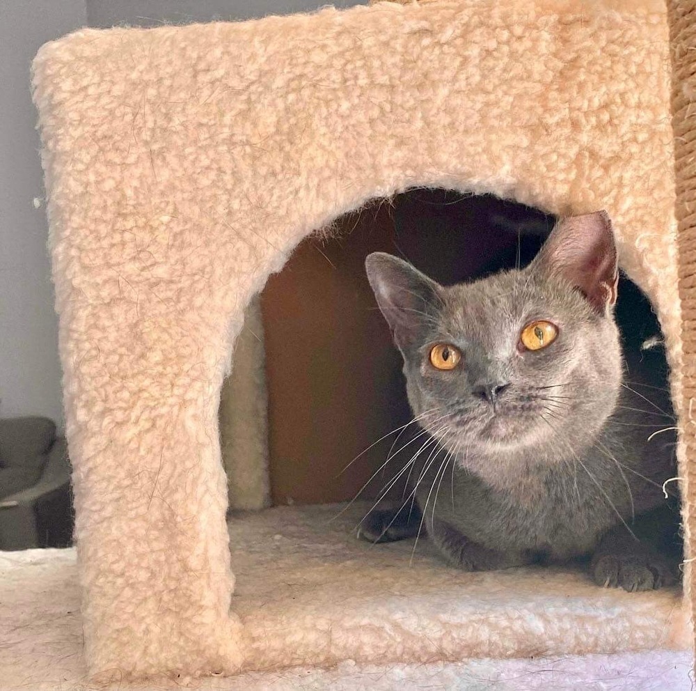 Ivy, an adoptable Domestic Short Hair in Raleigh, NC, 27604 | Photo Image 4