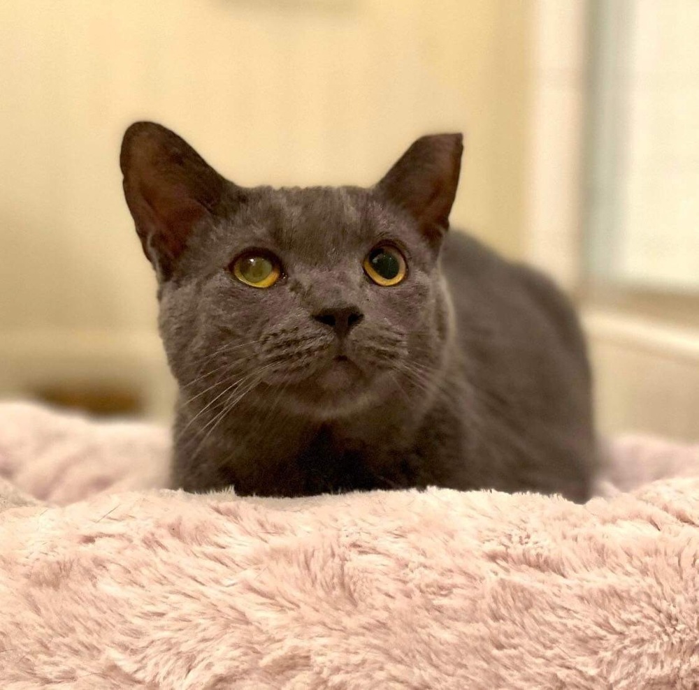 Ivy, an adoptable Domestic Short Hair in Raleigh, NC, 27604 | Photo Image 5