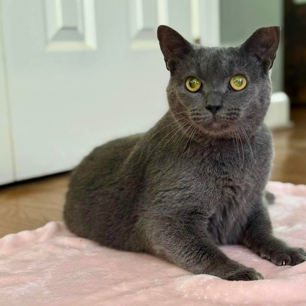 Ivy, an adoptable Domestic Short Hair in Raleigh, NC, 27604 | Photo Image 6