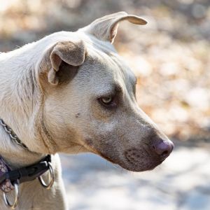 berea animal rescue dogs