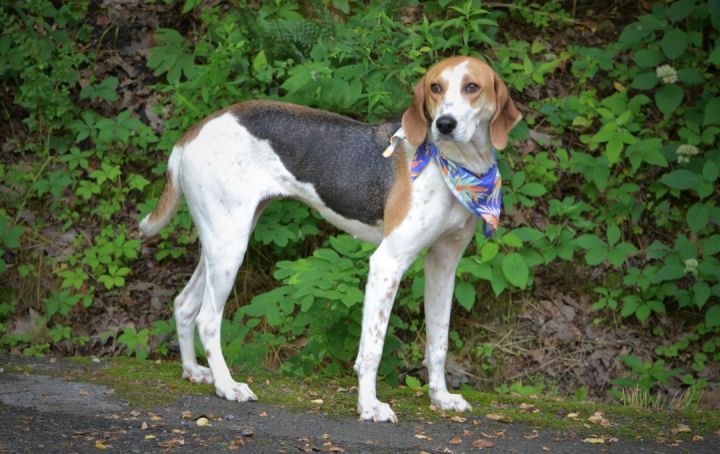 Bessie, an adoptable Hound & Beagle Mix in Sevierville, TN_image-2