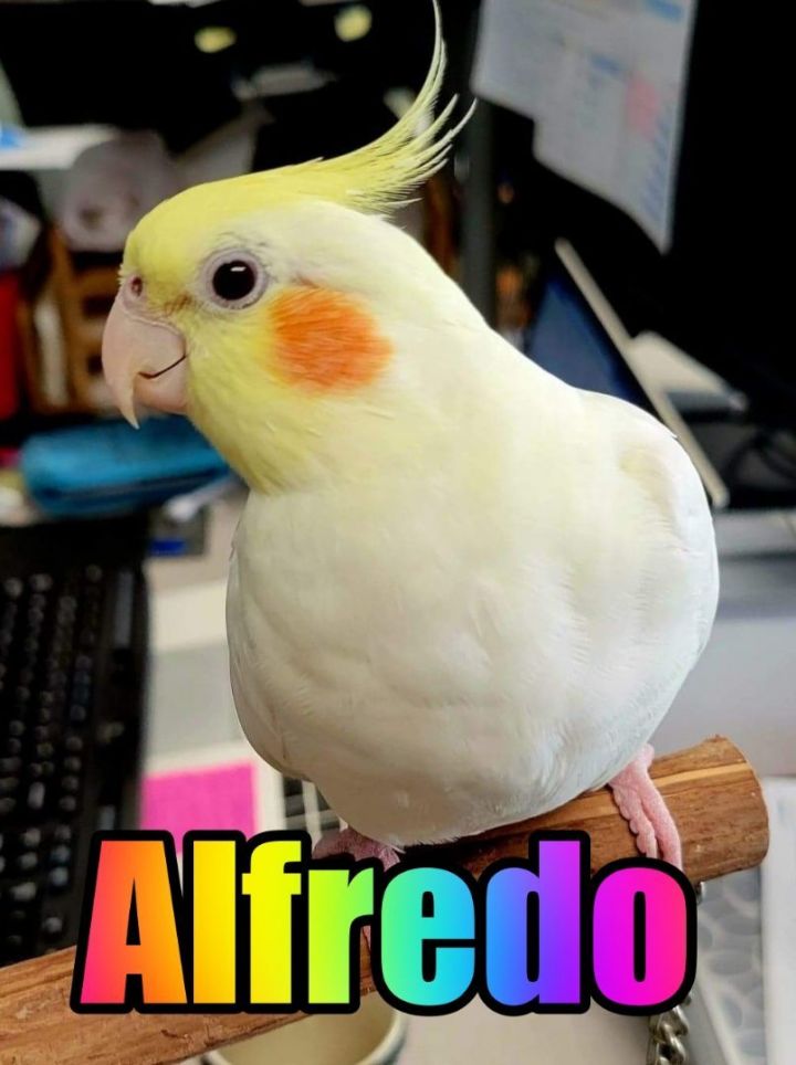 Alfredo, an adopted Cockatiel in St Petersburg, FL_image-1