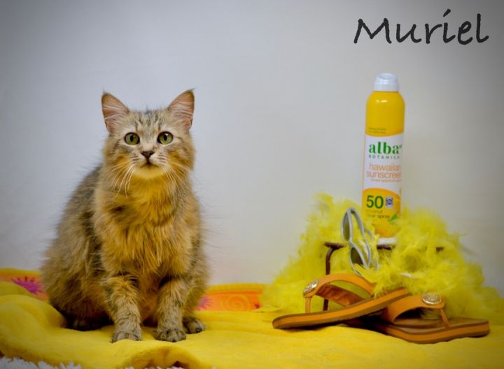 Muriel, an adoptable Domestic Long Hair in Sevierville, TN_image-1