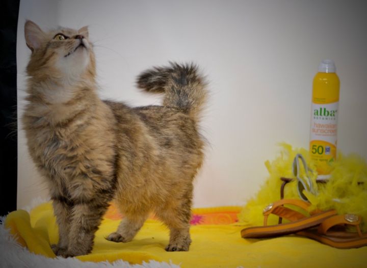 Muriel, an adoptable Domestic Long Hair in Sevierville, TN_image-2