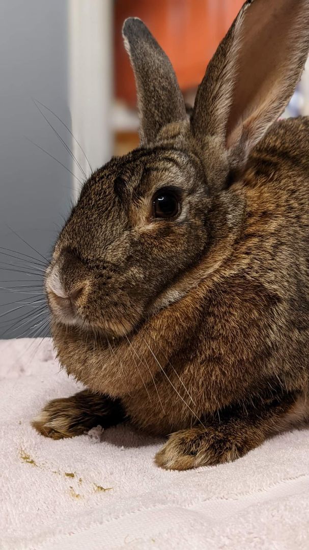 Rabbit for adoption Victoria , a Flemish Giant Mix in Sainthyacinthe