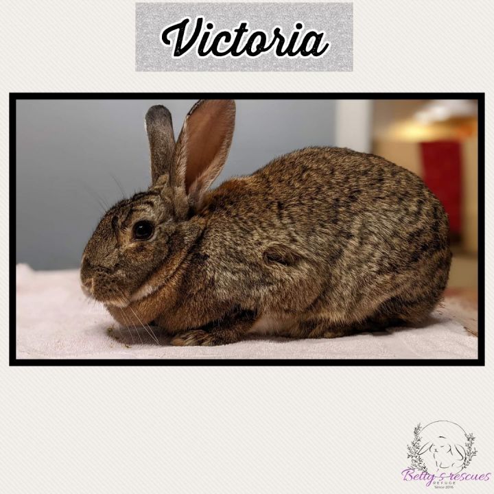 Rabbit for adoption Victoria , a Flemish Giant Mix in Sainthyacinthe