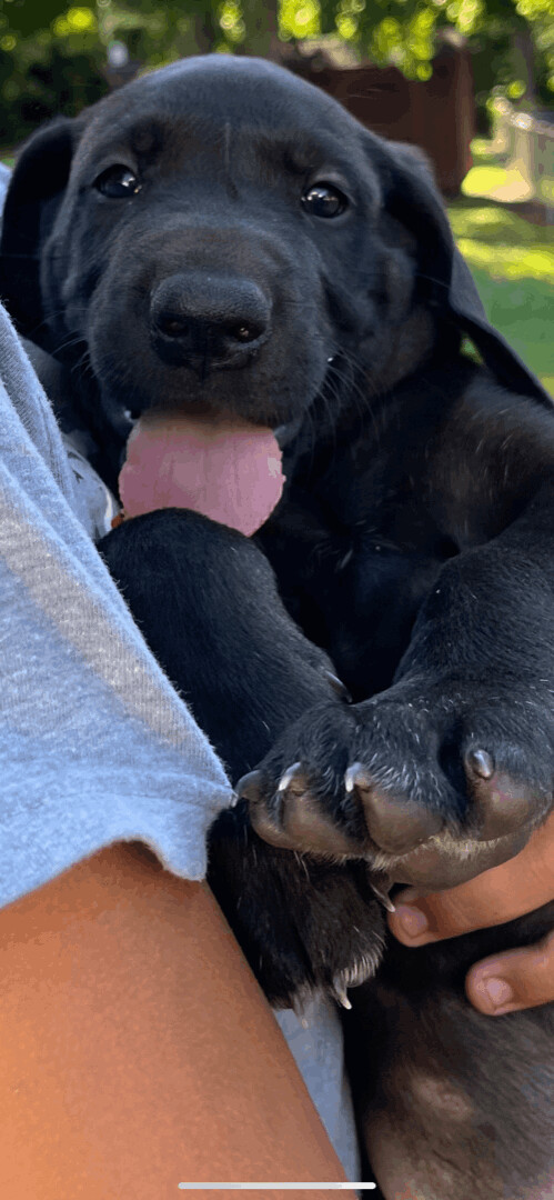 Chopper  was rubble, an adoptable Great Dane in Mount Juliet, TN, 37122 | Photo Image 3