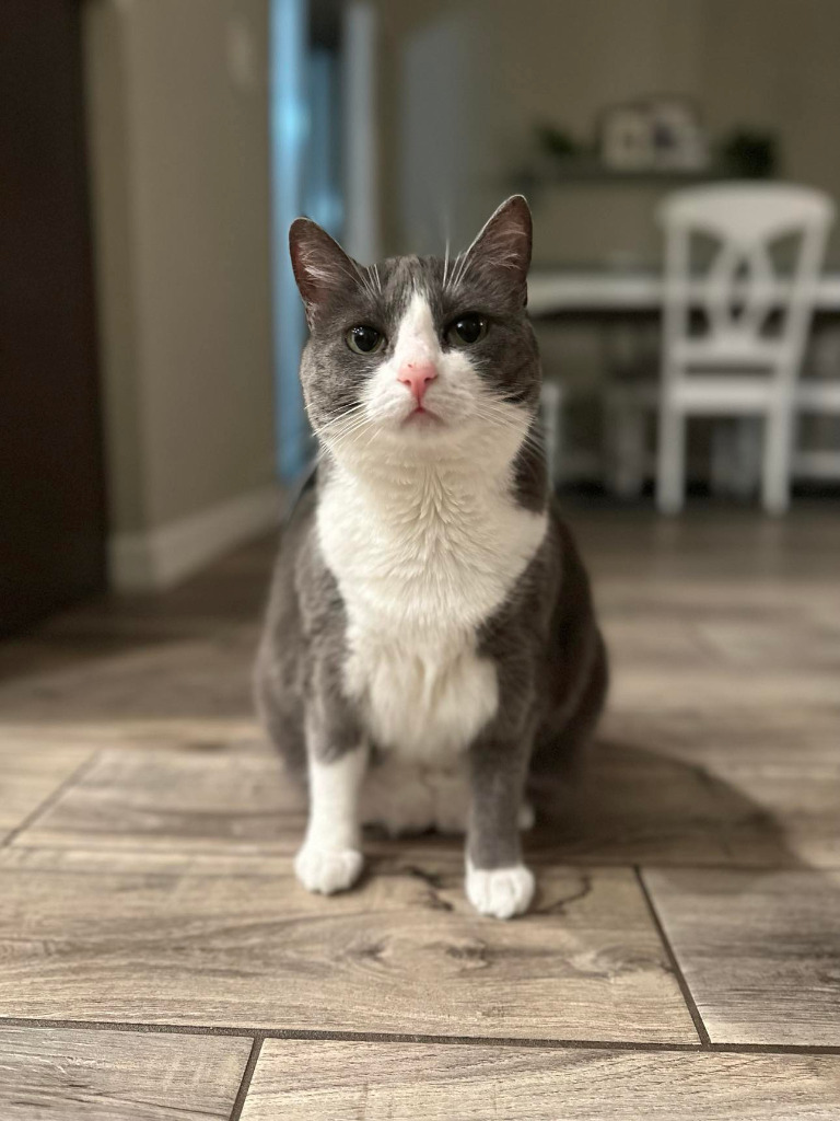 Lavender, an adoptable Domestic Short Hair in Orlando, FL, 32806 | Photo Image 3